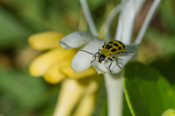 Insect macro on honeysuckle flower. 