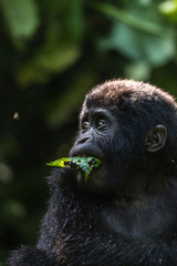 Petit gorille en Ouganda