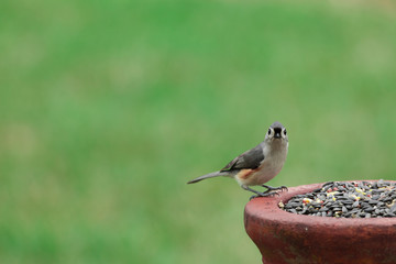 Tufted Titmouse