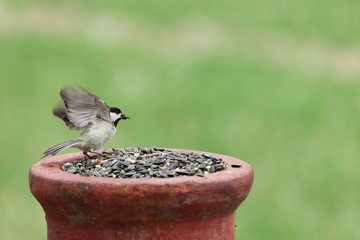 Carolina Chickadee