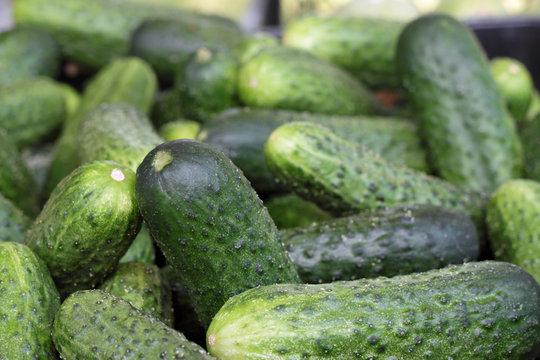 Cucumbers pile closeup with shallow depth of focus