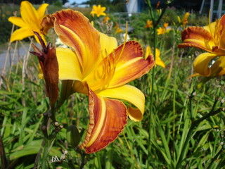 Obraz premium Orange vers