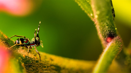 Jumping spider