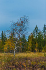 trees in autumn
