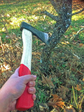 Le&ntilde;ador cortando un &aacute;rbol con un hacha