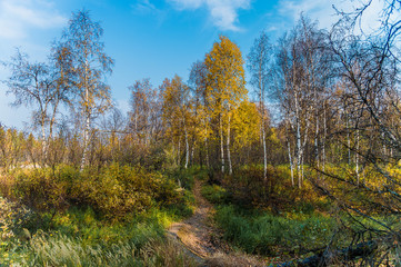 autumn in the forest