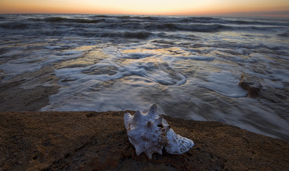 Coquina, Conch, Waves, and Light