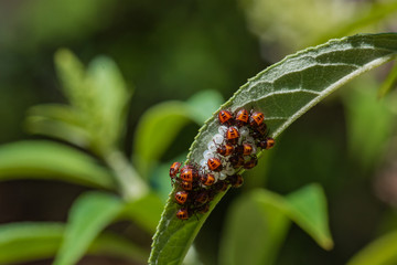Macro image.  Small red and black insects closely guard a cluster of white eggs on the underside of a leaf. 