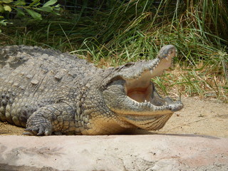 Alligator