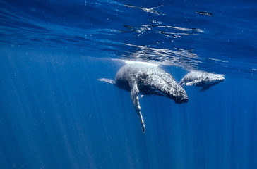 Humpback Whales
