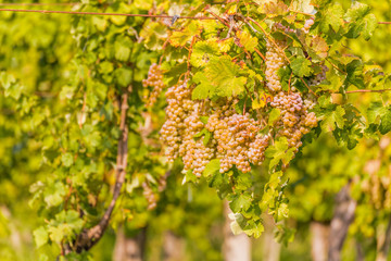 White grapes in a vineyard