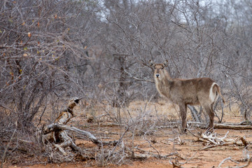 Great Kruger - Waterbuck