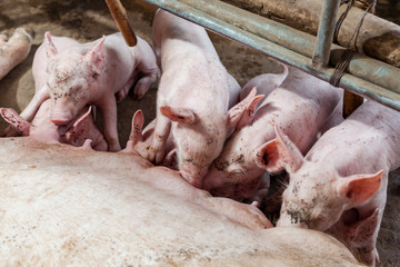 Pig races are breastfed newborn pigs and then fell asleep.