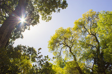 Fototapeta premium Green trees and blue sky