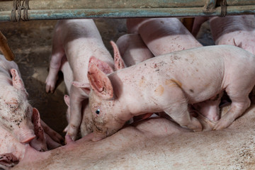 Pig races are breastfed newborn pigs.