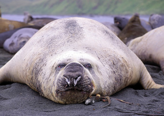 Elephant seal on Macquarie Island