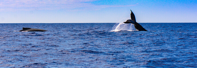 Fototapeta premium Humpback Whales