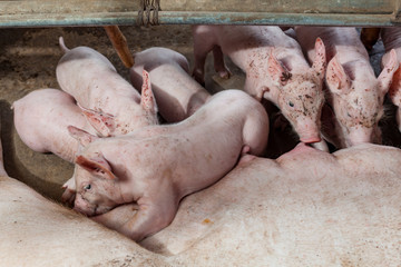 Pig races are breastfed newborn pigs.