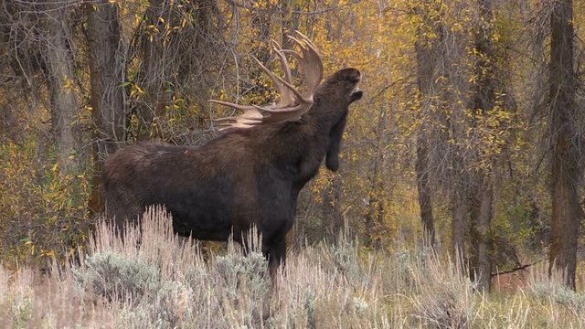 Bull Moose in Rut