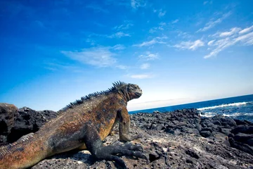 Foto op Canvas Galapagos Marine Iguana   © Eva Kali