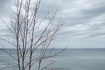 Naked tree and sea and cloudy sky behind it