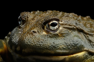 Close-up African bullfrog Pyxicephalus adspersus Frog isolated Black Background with reflection, side view on Eyes