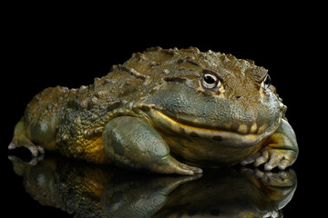 African bullfrog Pyxicephalus adspersus Frog isolated on Black Background with reflection, side view