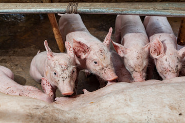 Pig races are breastfed newborn pigs