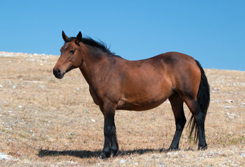 Wild Horse Mustang Bay Mare on Sykes Ridge in the Pryor Mountains in Montana – Wyoming USA.