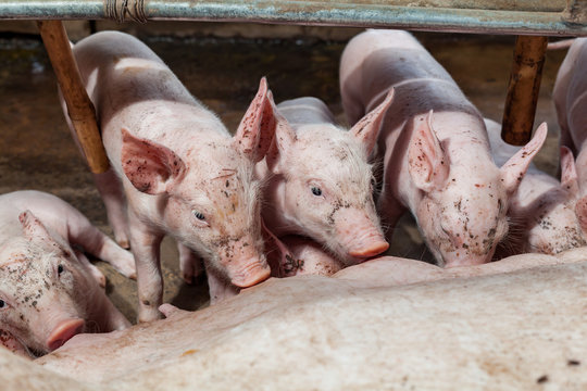 Pig races are breastfed newborn pigs