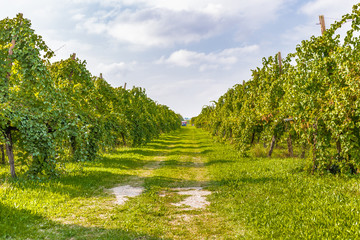 Fototapeta na wymiar rows of vines ready for harvest