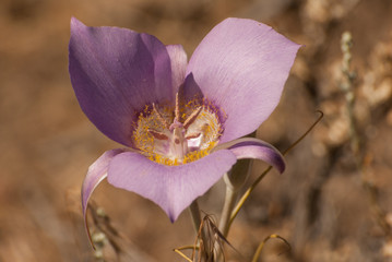 Green banded Mariposa Lily (Calochortus macrocarpus) © jbosvert