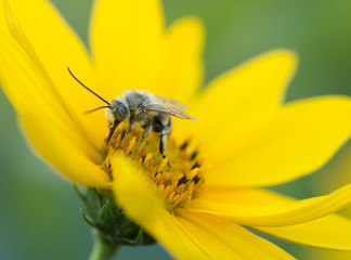 Tiny sweat bee on a wild sunflower