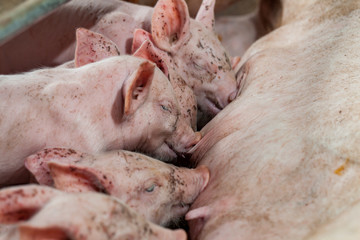 Pig races are breastfed newborn pigs and then fell asleep