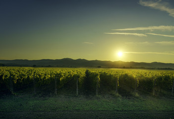 Bolgheri and Castagneto vineyard on sunset in backlight. Maremma