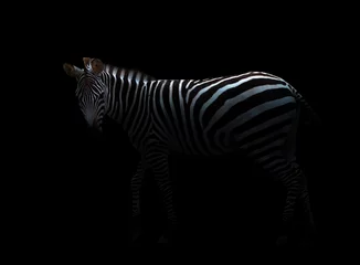 Abwaschbare Fototapete Zebra Zebra im Dunkeln