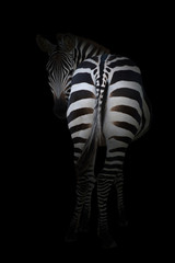 zebra in the dark