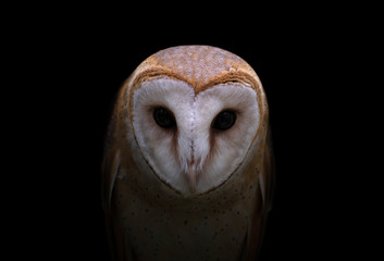 Fototapeta premium common barn owl in the dark