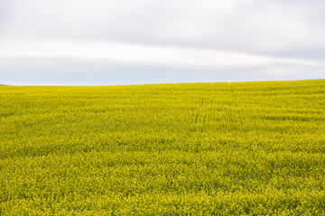 Obraz premium Farmers fields in North Dakota on a summer day. 