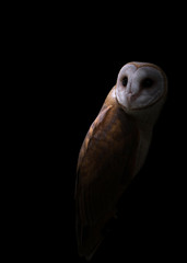 Fototapeta premium common barn owl in the dark