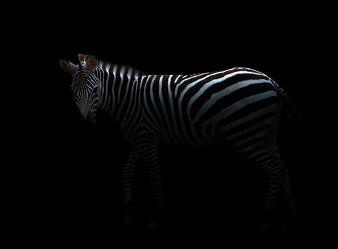 Fototapeta zebra in the dark