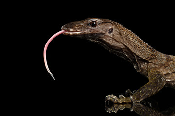 Close-up Varanus rudicollis Head with tasty tongue Isolated on Black Background