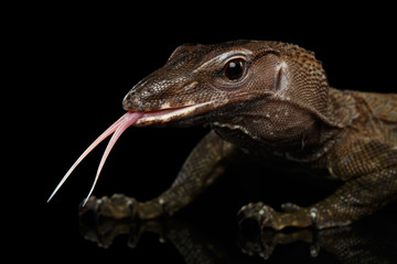 Close-up Varanus rudicollis Head with tasty tongue Isolated on Black Background