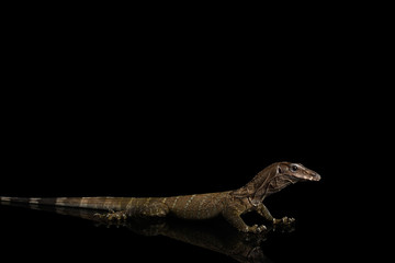 Varanus rudicollis Isolated on Isolated Black Background