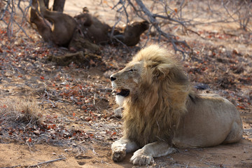 Obraz na płótnie Canvas Great Kruger - Lions