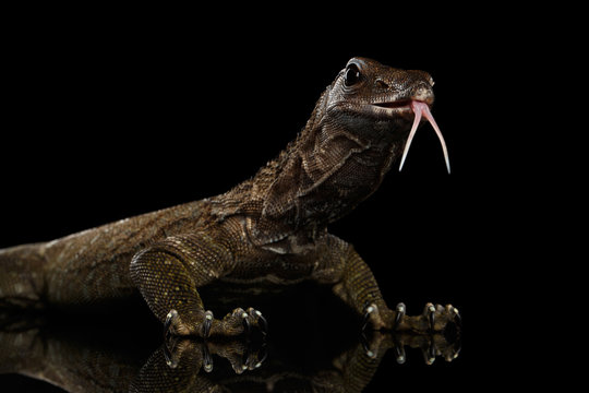 Close-up Varanus rudicollis Head with tasty tongue Isolated on Black Background