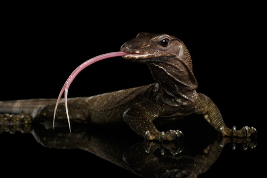 Close-up Varanus rudicollis Head with tasty tongue Isolated on Black Background