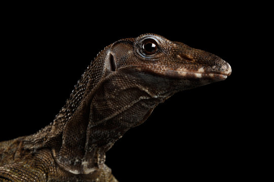 Close-up Varanus rudicollis Head Isolated on Black Background