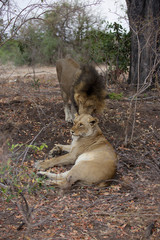 Great Kruger - Lions