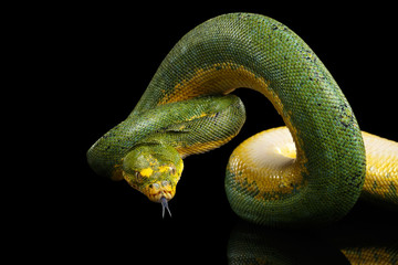 Close-up Green Tree Python Snake in Attack. Morelia viridis. Isolated black background